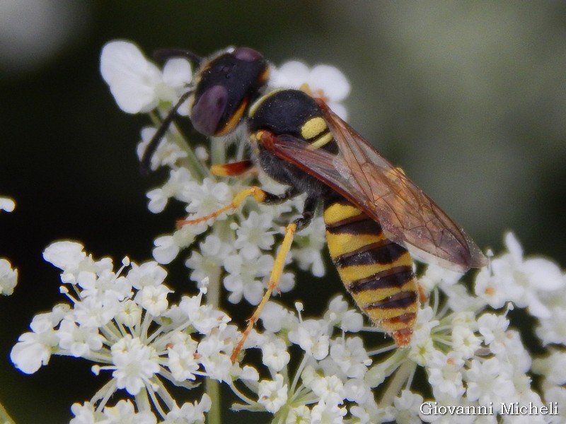 Crabronidae: Philanthus triangulum, femmina.